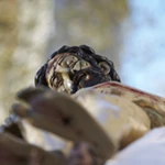 Santísimo Cristo Yacente